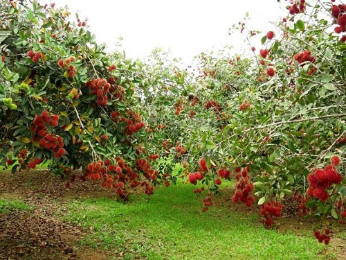 Cách TP. Hồ Chí Minh khoảng 80km Long Khánh là vùng trái cây nổi tiếng của tỉnh Đồng Nai. Long Khánh được xem là vựa trái cây của Đông Nam Bộ, do đặc trưng thổ nhưỡng ở đây nên hoa trái rất nhiều và luôn sai trĩu quả. Du lịch vườn ở Long Khánh hàng năm diễn ra nhộn nhịp nhất vào khoảng tháng 5, tháng 6 âm lịch. Đi trong vườn cây rợp bóng xanh mát dịu, du khách sẽ cảm thấy thích thú ngắm nhìn những chùm chôm chôm chín đỏ lơ lửng trên đỉnh đầu, những chùm dâu màu vàng mơ đeo lủng lẳng từ trên cành xuống tận gốc, và thoang thoảng trong gió, mùi thơm của sầu riêng đầy quyến rũ. Đến đây, bạn có thể ghé các xã Bảo Quang, Bảo Vinh, Bình Lộc… để vào thăm vườn trái cây, thu hoạch cùng người dân nơi đây. Có hai phương án để “tận hưởng
