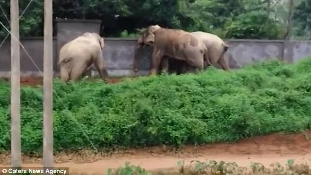3 voi hợp sức đập nát tường bỏ trốn khi bị truy đuổi