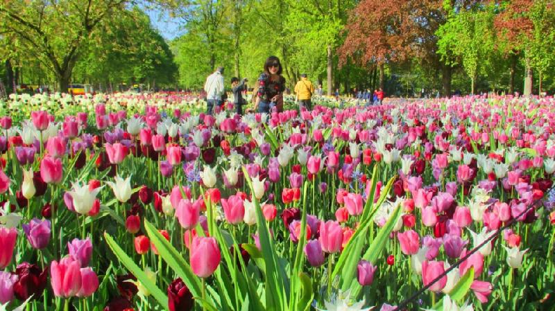5. Ngây ngất trước vườn hoa lớn nhất thế giới Keukenhof: Cách thủ đô Amsterdam 30 km về hướng tây nam, KeuKenhof trải dài trên khuôn đất rộng 30 ha là nơi hàng nghìn loài hoa trong đó có loài tulip - biểu tượng của đất nước Hà Lan xinh đẹp ngự trị.