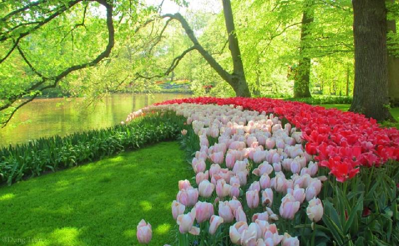 Tulip có gốc Thổ Nhĩ Kỳ nhưng lại nổi tiếng và rực rỡ nhất ở đất nước Hà Lan với vườn hoa Keukennhof.  Hàng năm, Keukenhof chỉ mở cửa 2 tháng với hơn 7 triệu bông hoa tulip được trồng chỉ để phục vụ khách du lịch.
