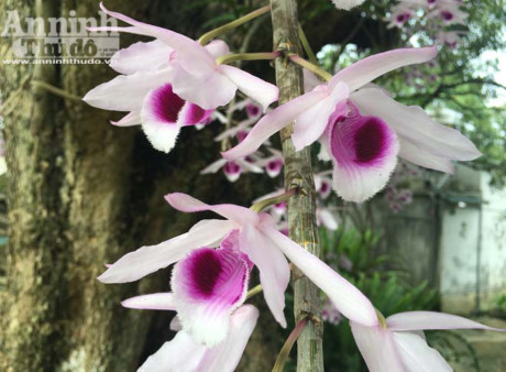 Toàn bộ khu vườn được ghép phi điệp tím Tuyên Quang. Giống phi điệp đặc hữu của Tuyên Quang, với cánh dày, hoa rất lớn, màu tím hài hòa và thơm ngát