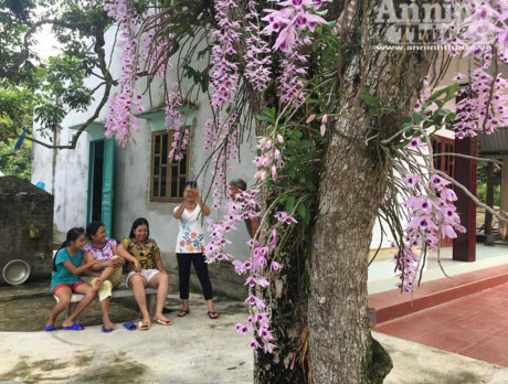 Nhiều người dân thôn Hàm Ếch, xã Thượng Ấm, huyện Sơn Dương, tỉnh Tuyên Quang đến khu vườn cùng chiêm ngưỡng, học hỏi