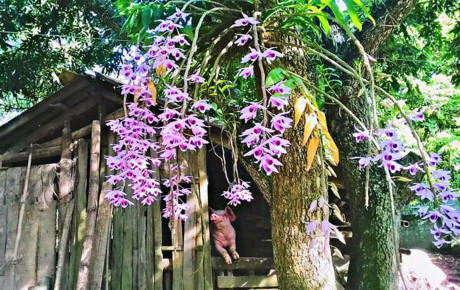 Bức ảnh độc đáo Thương Huyền chụp tại cây nhãn vườn nhà (liền với vườn nhà dì ruột - bà Nguyễn Lâm Hương) đã giành giải nhất cuộc thi của Hội Hoa lan Thân thòng năm 2015