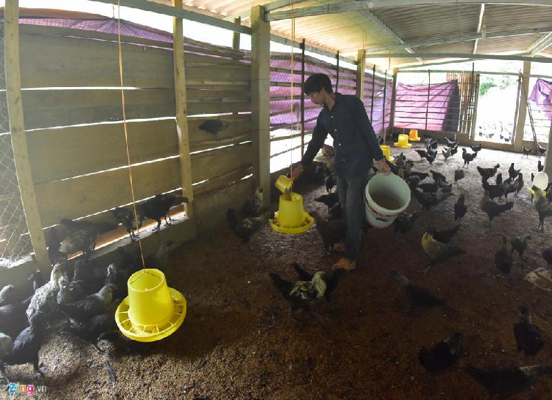 Do có kiến thức về thú y nên trang trại nuôi gà của Công khá ổn định, 4 tháng xuất chuồng một lứa. Với giá 150.000 đồng/kg, Công thu lãi khoảng 30-40 triệu đồng/lứa.