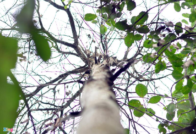 Cây gỗ sao chết khô trong khi những cây điều được trồng phía dưới tươi tốt. Một bảo vệ nói rằng, khả năng người được giao quản lý khu vực đã tự hạ độc cây để lấy diện tích và ánh sáng cho cây điều phát triển. 