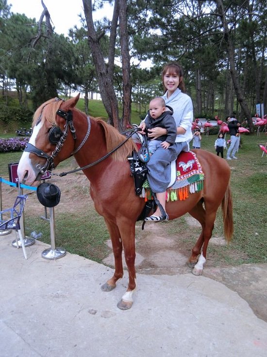 Bà xã ca sĩ Lý Hải cho con trai Mio trải nghiệm cưỡi ngựa trong chuyến du lịch gia đình tại Đà Lạt.