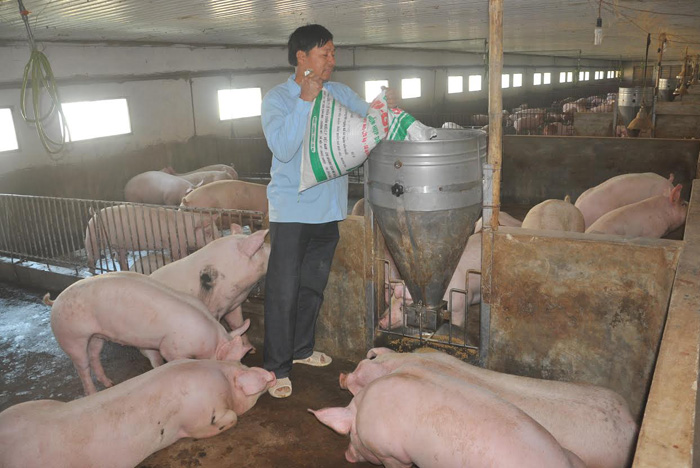 Giá thịt lợn tăng trở lại: Cẩn trọng với thị trường Trung Quốc