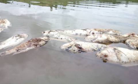 Đã tìm ra nguyên nhân cá chết trên hồ chứa thuỷ điện Pleikrong