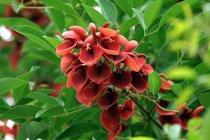 Hoa chùm, dài trên 20cm mang nhiều hoa nhỏ có màu đỏ tía, rất đẹp. 