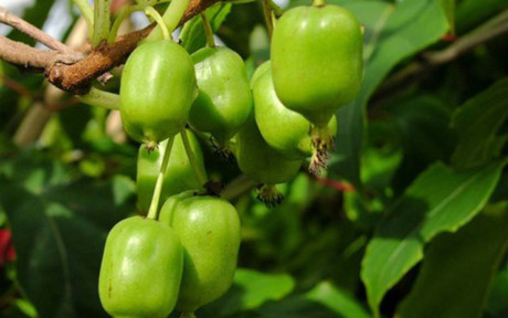 Kiwi được xếp đầu bảng trong số những loại trái cây bổ dưỡng nhất, mang lại nhiều vitamin cho cơ thể