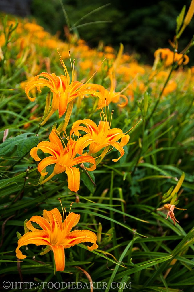 Hoa lily còn có biệt danh là “Nhật Hoa” vì chỉ mất một ngày để nụ hoa trưởng thành nở rộ đến độ đẹp nhất. Do thân và búp hoa màu vàng kim rực rỡ đẹp mắt, ở Trung Quốc, lyli còn được gọi là Hoa Kim Châm.