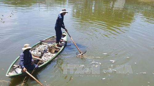 Nhân viên Công ty Thoát nước và Xử lý nước thải Đà Nẵng vớt cá lên bờ để tiêu hủy. 