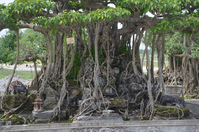 Bộ rễ của cây ôm đá toát lên vẻ cổ kính