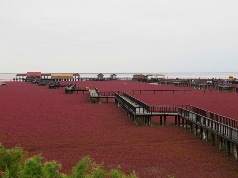 Biển Đỏ là một địa điểm du lịch vàng của khu vực Liaohe. Thích nhất là khoảnh khắc khi thủy triều rút xuống lộ ra những bãi cỏ đỏ rực tự nhiên.