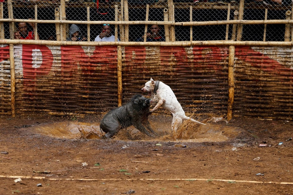 Cuộc đấu diễn ra trên một sân đất rộng khoảng 15x30m, sẽ chỉ kết thúc khi một trong hai con vật bị thương.