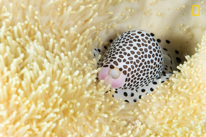 Chú ốc biển nép mình bên dải san hô mềm tại Indonesia.
