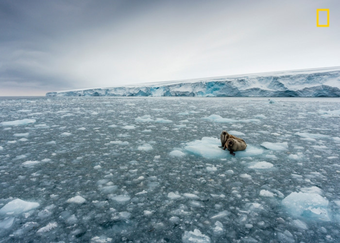 Hai chú hải mã sưởi ấm cho nhau tại Bắc Cực.