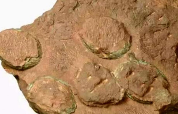 Phát hiện tổ trứng của loài khủng long chưa từng biết đến ở Trung Quốc