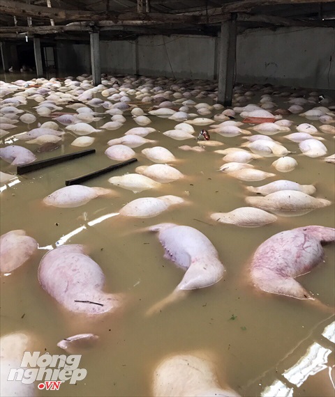 Hàng nghìn con lợn bị chết đuối