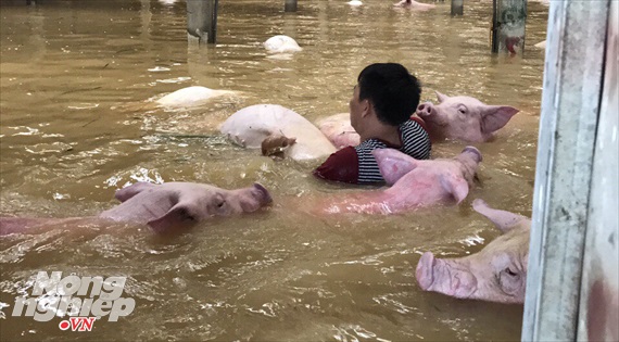 Thấy người, những chú lợn chúng lao đến cầu cứu nhưng con người cũng bất lực trước biển nước