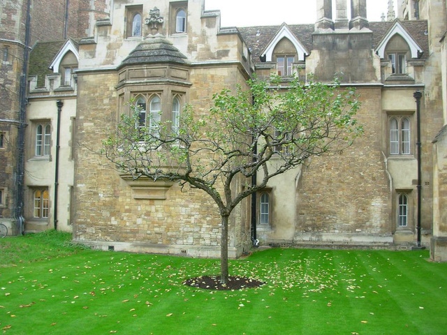 Thế hệ kế tiếp của cây táo Newton tại Trinity College, Cambridge.