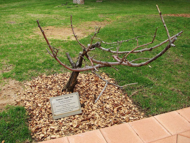 Cây táo Newton cũng được nhân giống trồng tại Goobang, New South Wales, Australia.