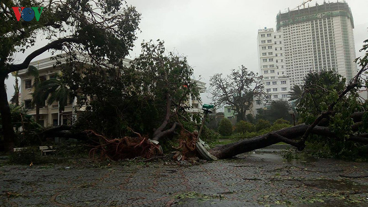 CTV Minh Thảo từ thị xã Ninh Hòa (Phú Yên) cho biết, cây cối ngã đổ ngổn ngang, mái tôn bay tung tóe, mái ngói cũng bị gió giật tốc mái.