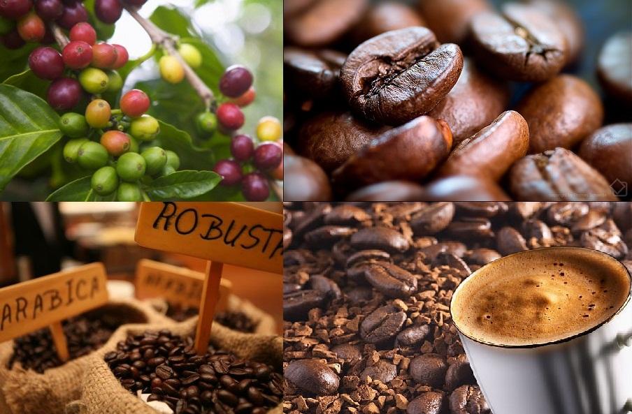 cà phê Việt Nam là một trong những ngành hàng quốc gia, có chất lượng cao và nổi trội trên thế giới