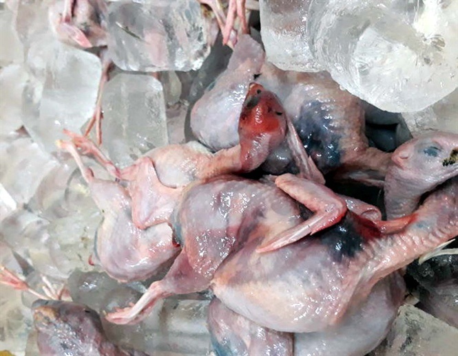 (VnMedia) - 600kg thịt chim cút đông lạnh đã bốc mùi hôi thối đang trên đường đi tiêu thụ vừa bị lực lượng chức năng Nghệ An phát hiện, thu giữ.