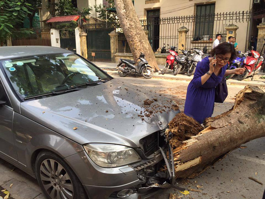 Hà Nội: Cây cổ thụ đổ đè lên xe Mercedes giữa phố