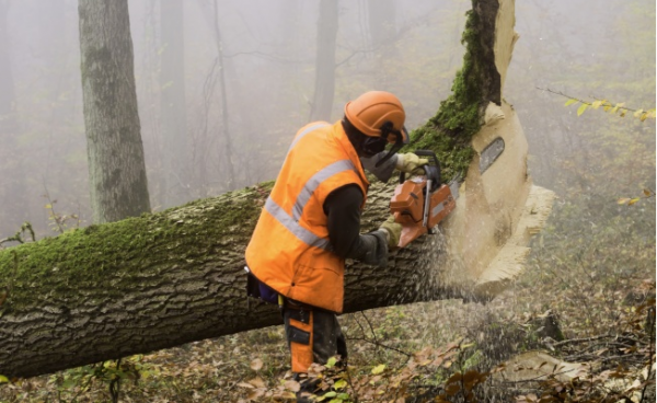 Khai thác gỗ: Cây đè chết người hoặc tai nạn nghề nghiệp là những điều đi kèm với nghề này. Khai thác gỗ là một trong những nghề nghiệp nguy hiểm nhất vì bạn có nguy cơ tử vong cao gấp 20 lần so với những công việc khác. Ngoài việc sử dụng máy móc nặng nề hàng ngày, một mối nguy hiểm khác có thể gây tử vong là do lỗi thiết bị hoặc bị cây đổ vào người. Mức lương trung bình hàng năm khoảng 36.000 - 41.000 USD.