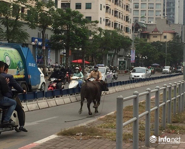 Con trâu chạy ngược làn xe buýt BRT