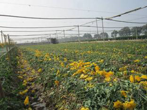 Nguyên nhân hàng nghìn chậu hoa Tết tại Phú Yên phải nhổ bỏ