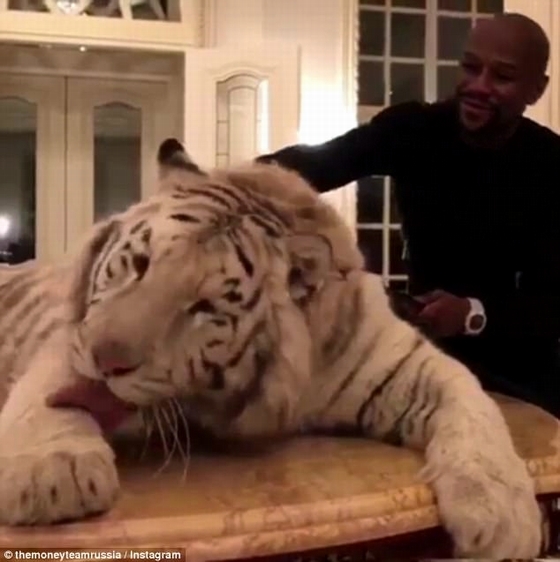 Mayweather bên cạnh hổ trắng khổng lồ tại Nga