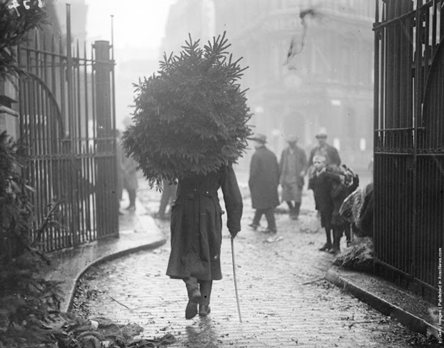 Một người lính vác trên vai cây thông về nhà trong lễ Giáng sinh năm 1915.