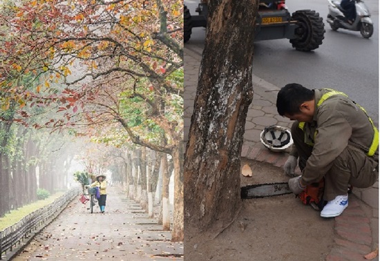 Hàng cây bàng lá đỏ tuyệt đẹp đã bị cưa trụi cành