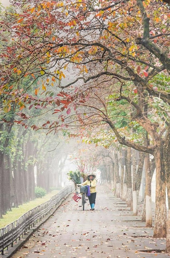 Hàng cây bàng lá đỏ tuyệt đẹp trên phố Kim Mã - ảnh Vũ Quang Ngọc