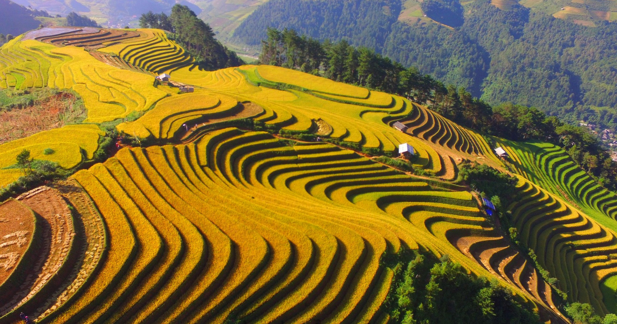 Đây là lần thứ hai có mặt, khám phá Mù Cang Chải mùa lúa chín, nhưng cảm xúc trong tôi vẫn không thay đổi. Vẻ đẹp vùng đồi núi vẫn đem tới cho tôi những điều bất ngờ lớn. Theo chia sẻ của những người dân, năm nay lúa được mùa, vàng trĩu khắp các thửa ruộng bậc thang. Bà con các dân tộc Thái, Mông cũng náo nức, vui tươi trong ngày thu hoạch.